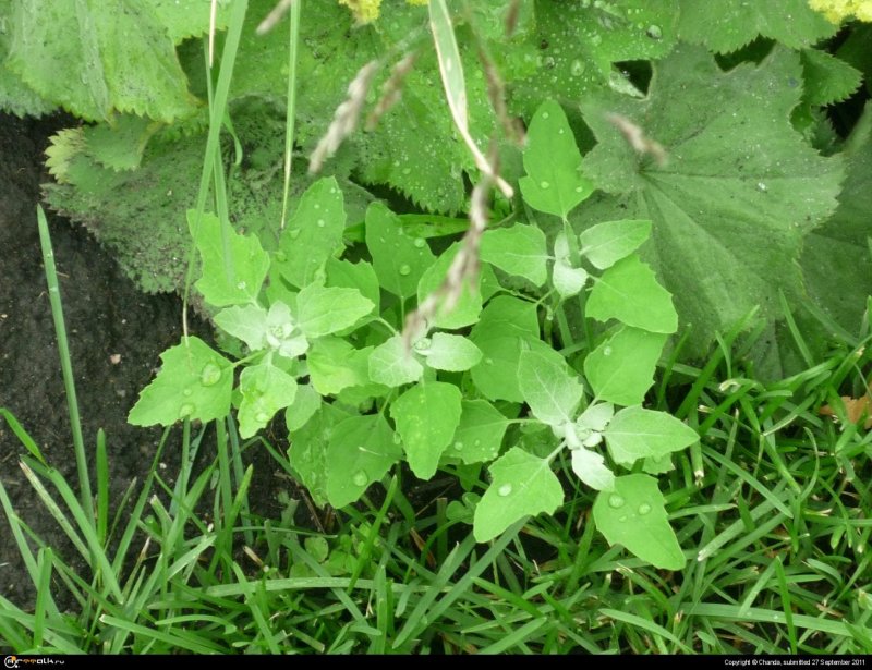Atriplex tatarica