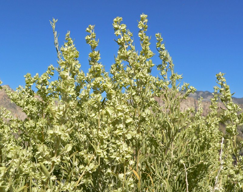 Atriplex canescens