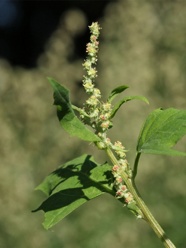 Лебеда (Atriplex)