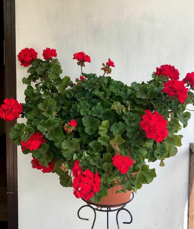 Geranium Garden planting and Care photo
