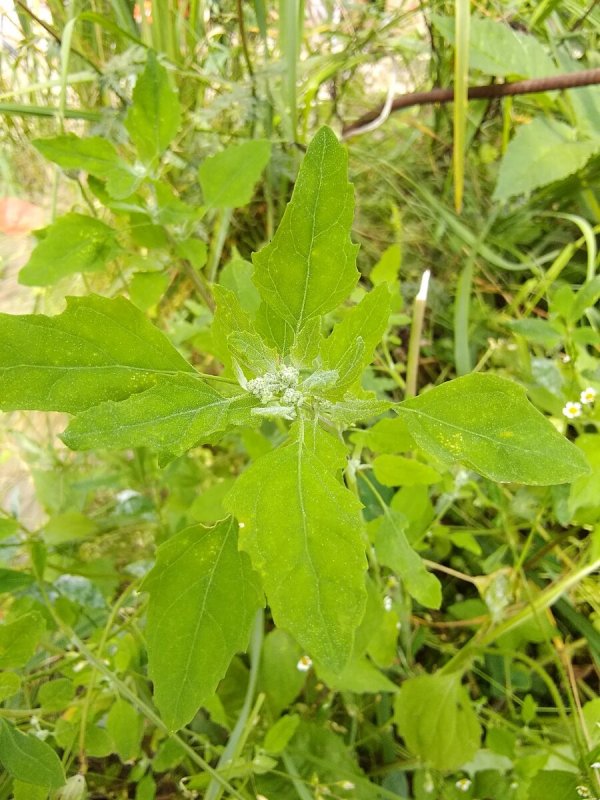 Лебеда (Atriplex)