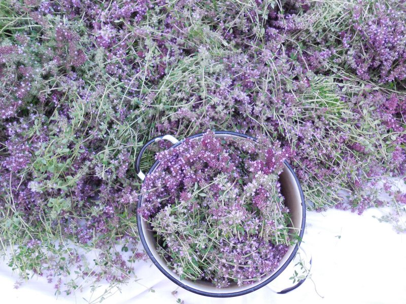 Тимьян Комарова (Thymus komarovii )
