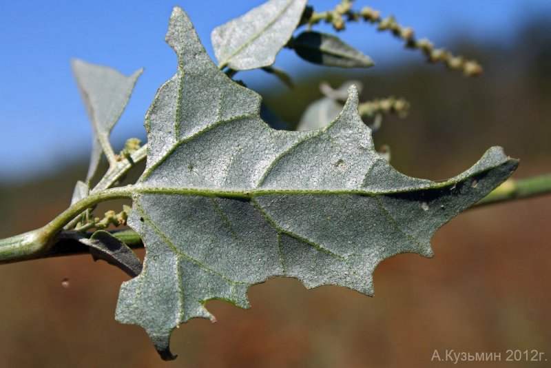 Марь (Chenopodium)