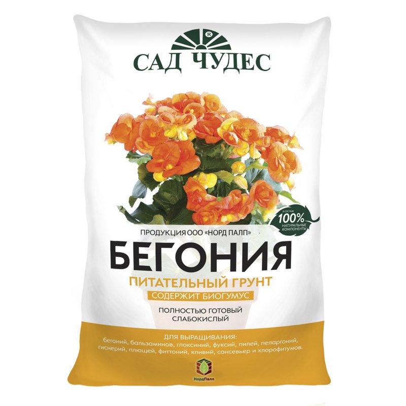 Фото пеларгонии на подоконнике