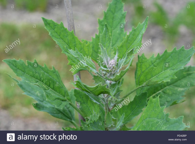 Марь белая (Chenopodium album l.)