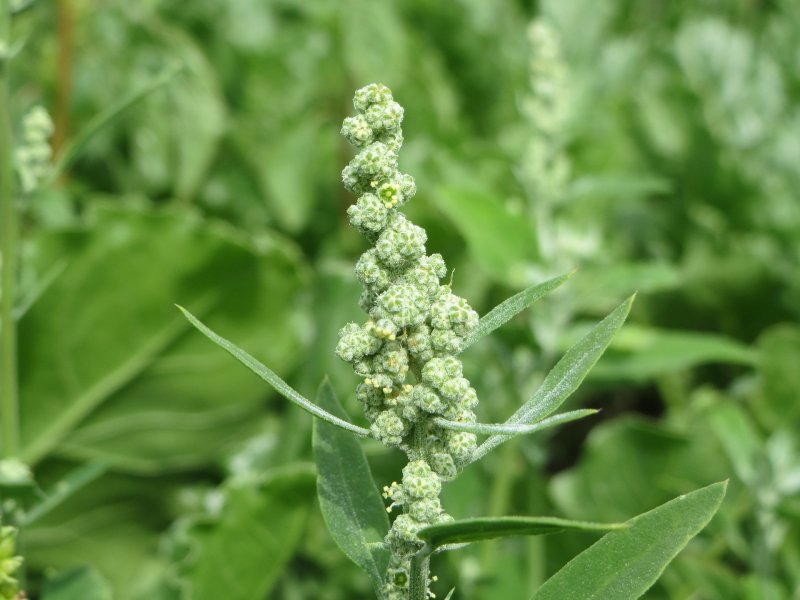 Марь (Chenopodium)