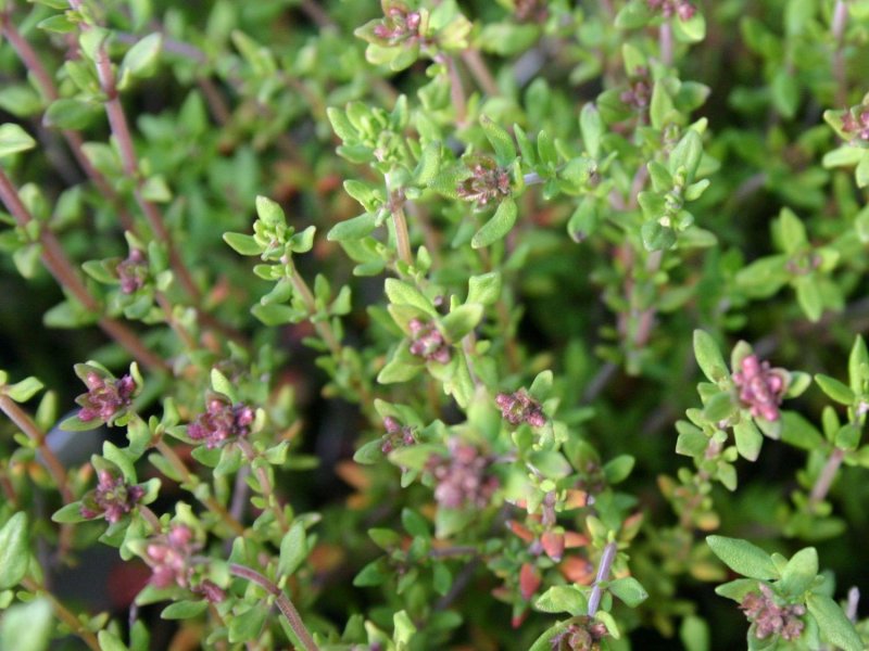Тимьян обыкновенный Thymus vulgaris