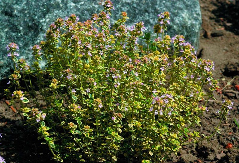 Thymus citriodorus Golden King