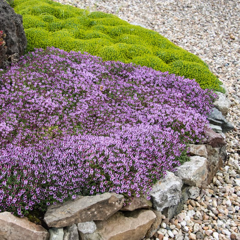 Тимьян, чабрец (Thymus)