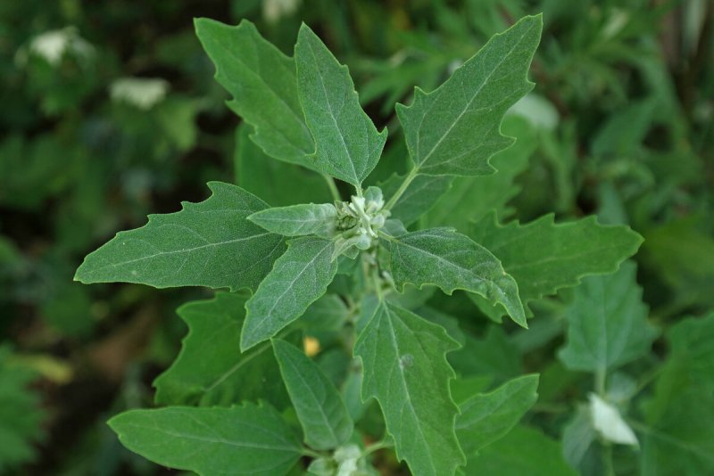 Марь (Chenopodium)