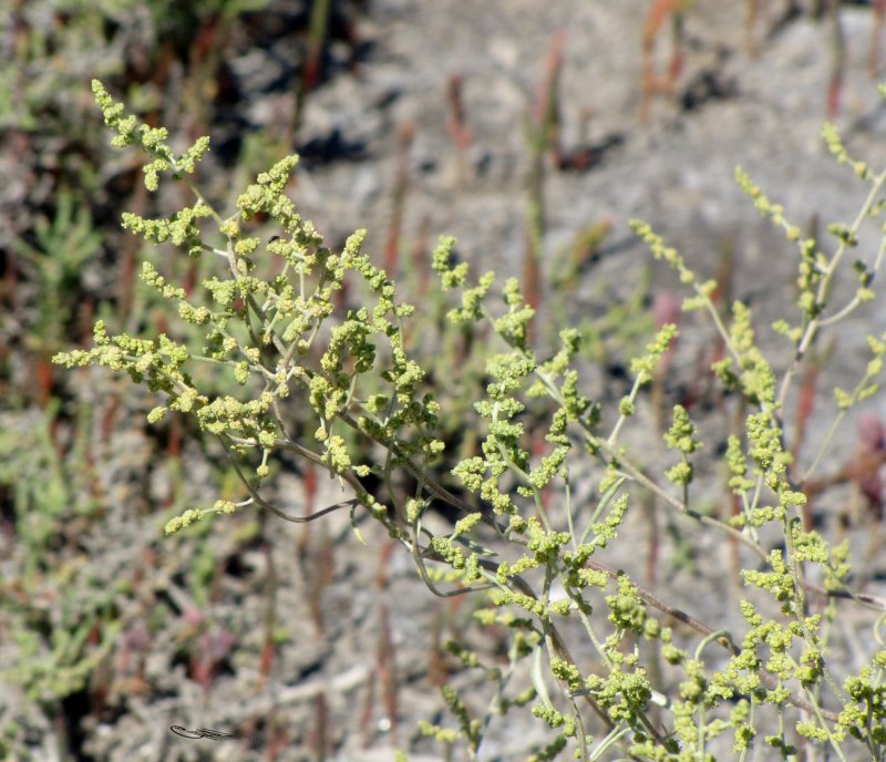 Chenopodium album
