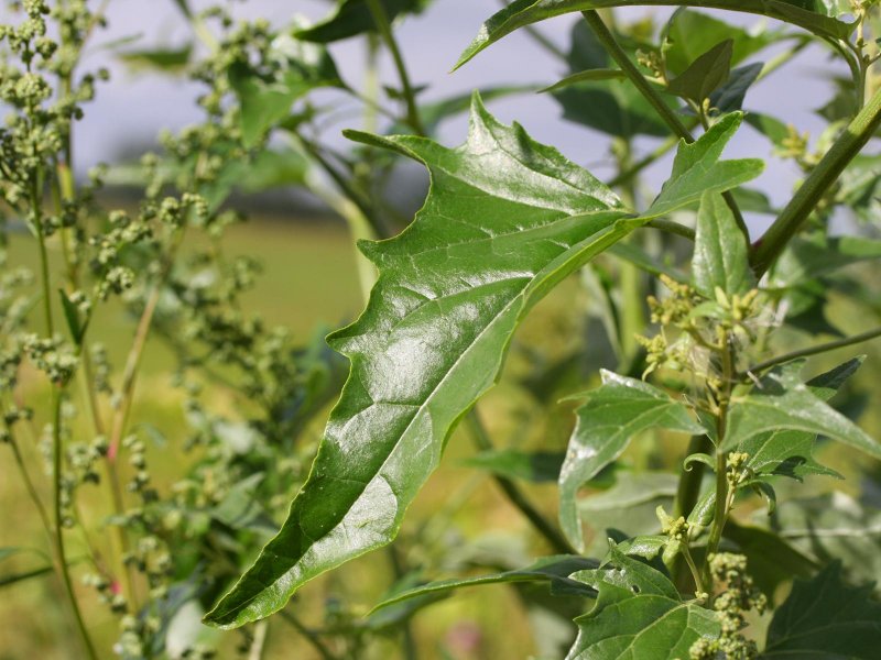 Марь многосемянная - Chenopodium polyspermum l.