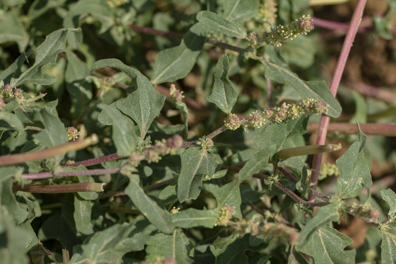 Atriplex tatarica
