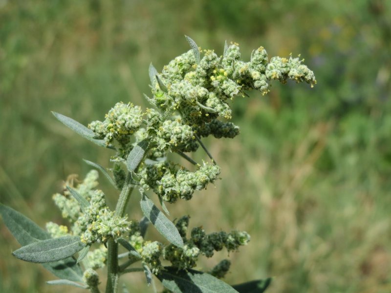 Atriplex prostrata