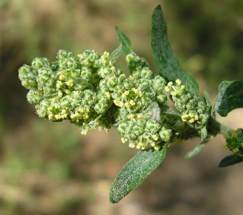 Atriplex Patagonica