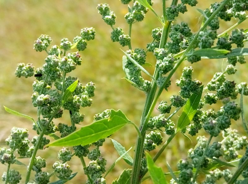Лебеда (Atriplex)