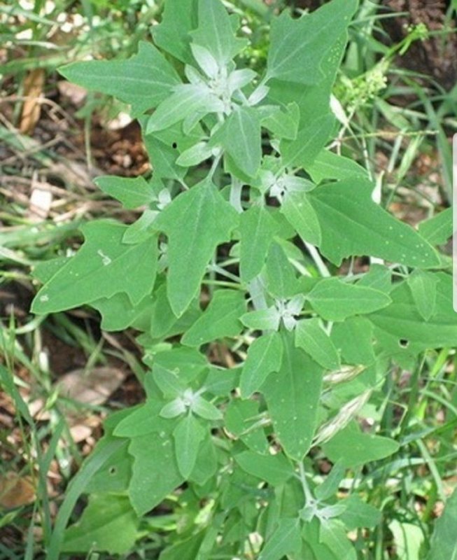 Лебеда (Atriplex)