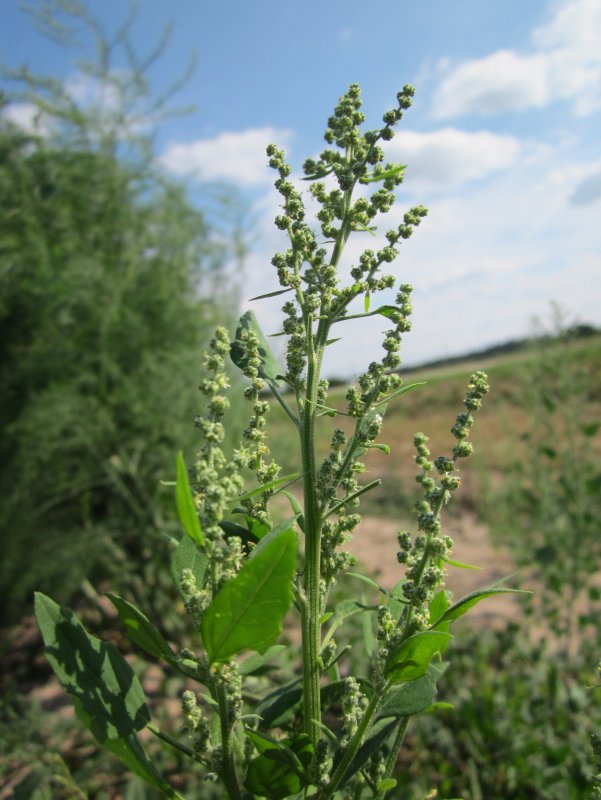 Марь белая (Chenopodium album)