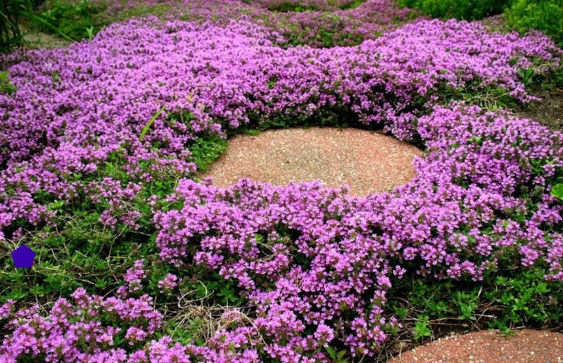 Тимьян ранний (Thymus praecox) сиреневый