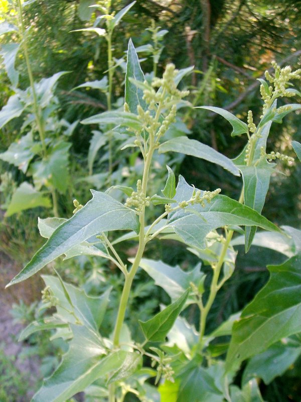 Atriplex semibaccata