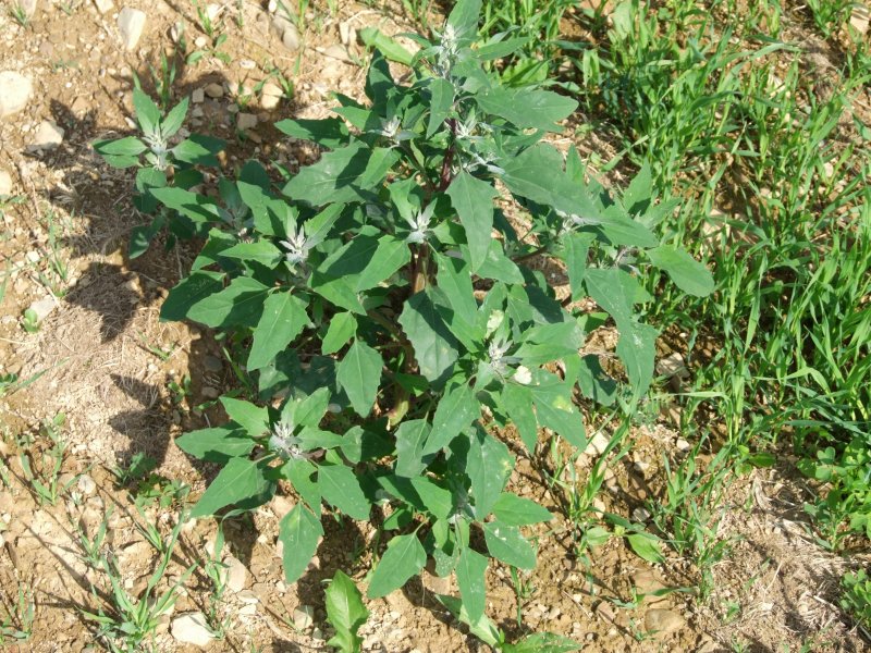 Марь белая (Chenopodium album)