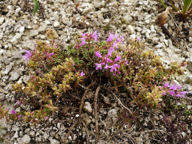 Тимьян меловой (Thymus cretaceus)