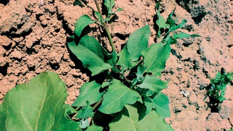 Марь белая (Chenopodium album l.)