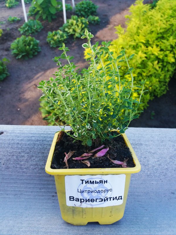 Тимьян ползучий рассада