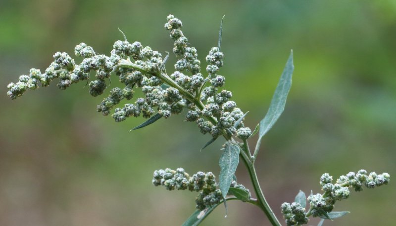 Лебеда (Atriplex)