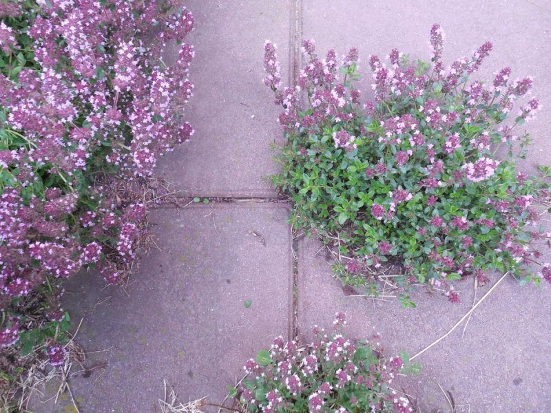 Тимьян ползучий / Thymus serpyllum "Albus"