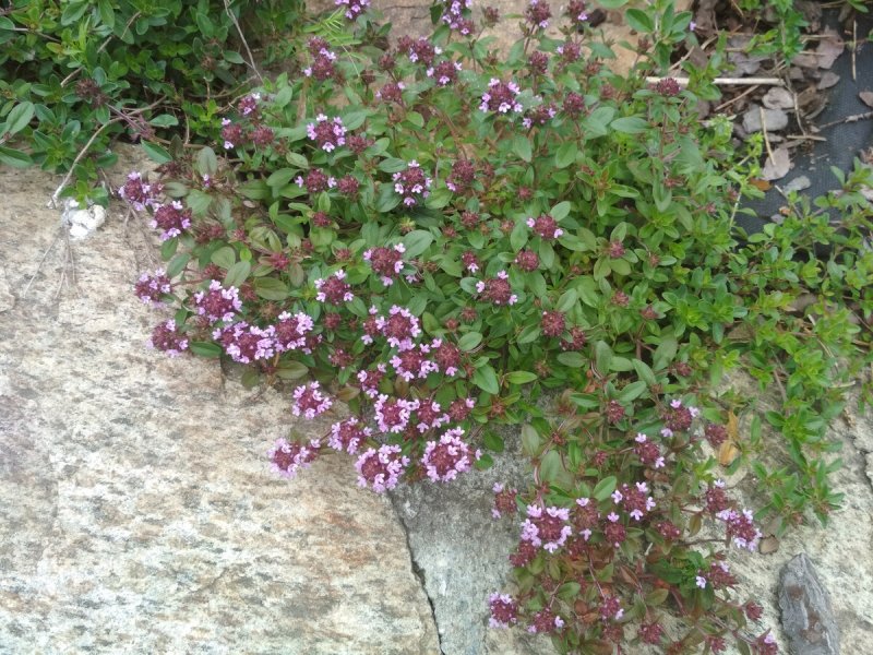 Thymus serpyllum
