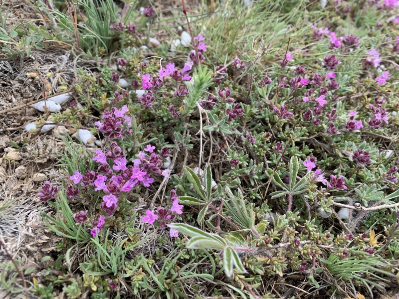 Тимьян обыкновенный Thymus vulgaris