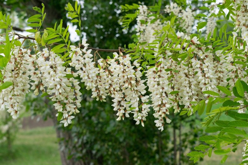 Акация красивоцветущая
