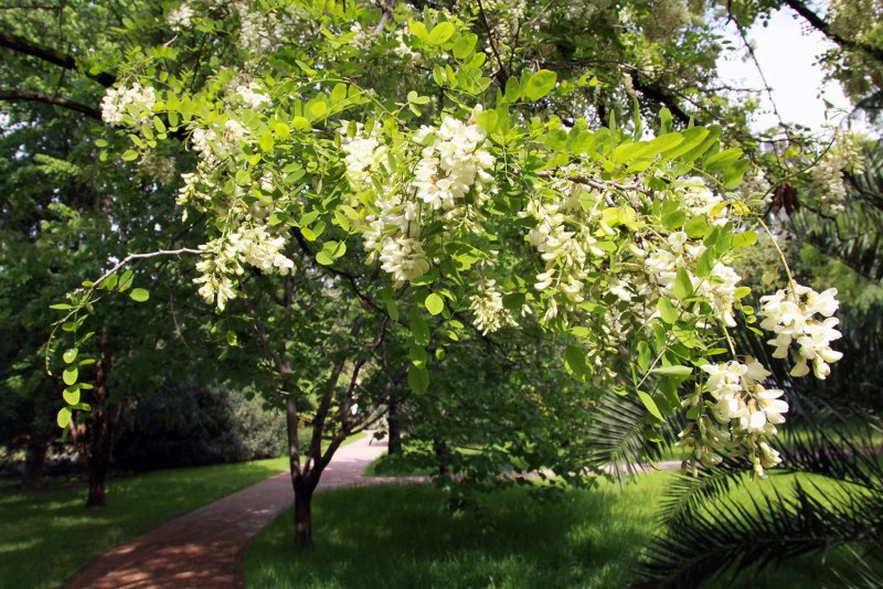 Акация белая (Robinia pseudoacacia)