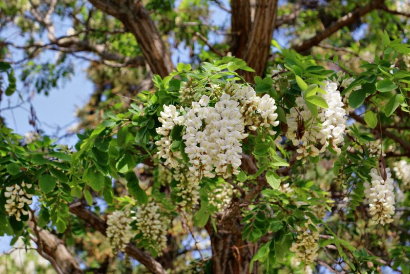 Белая Акация (Робиния псевдоакация)