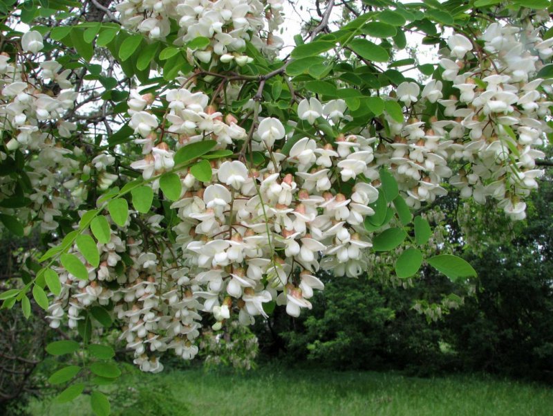 Робиния Лжеакация (белая Акация) - Robinia pseudoacacia