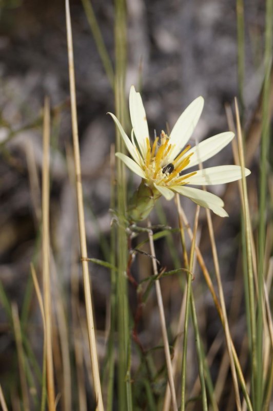 Мутисия ilicifolia