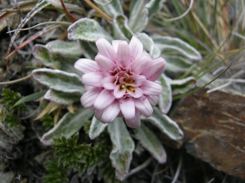 Мутисия ilicifolia