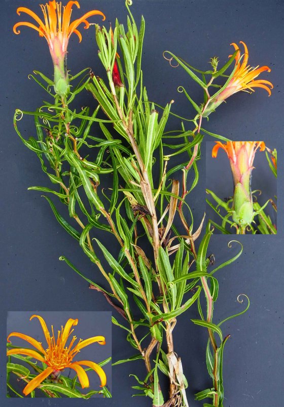 Mutisia Oligodon