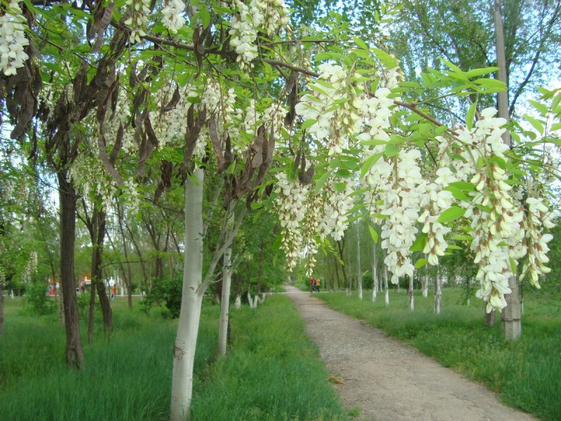 Бобовник лабурнум