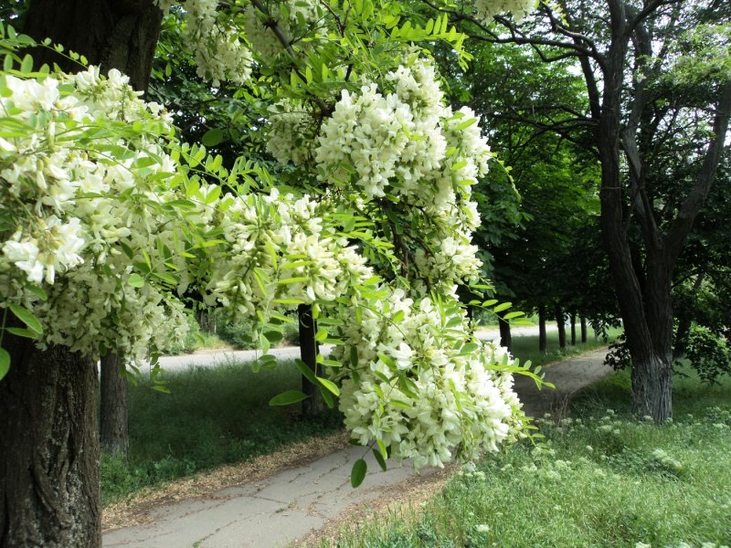 Акация белая (Робиния) (с3)