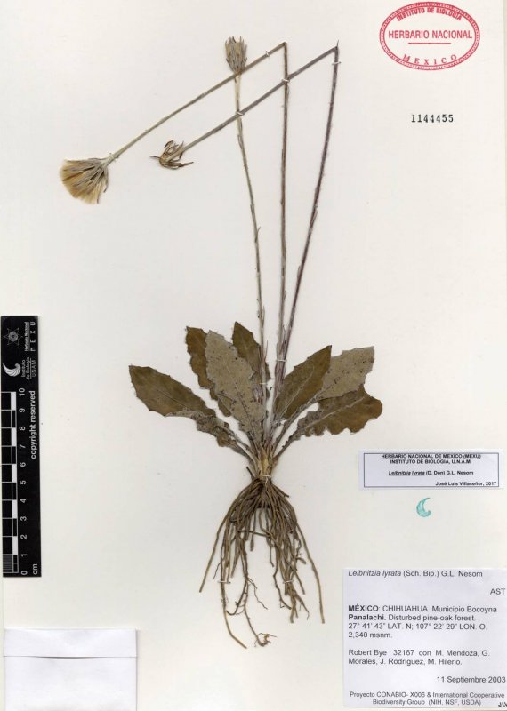 Capparis rosanowiana