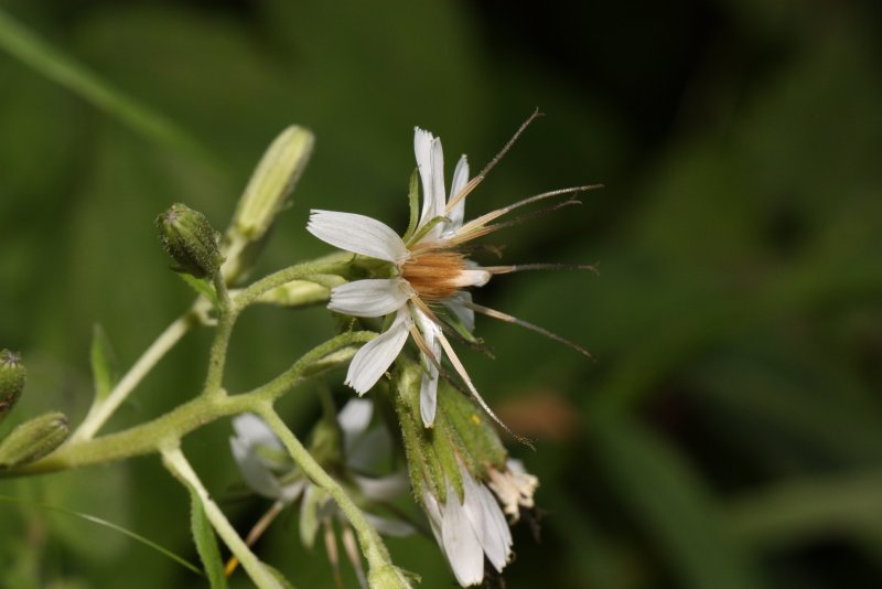 Mutisia coccinea