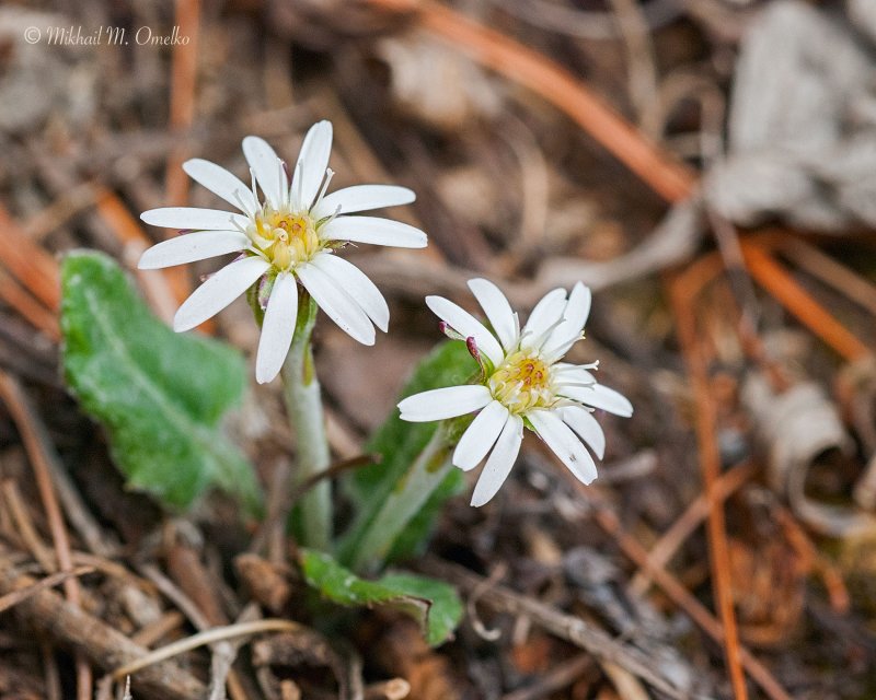 Leibnitzia anandria