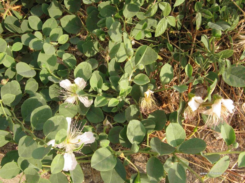 Leibnitzia anandria зимостойкость