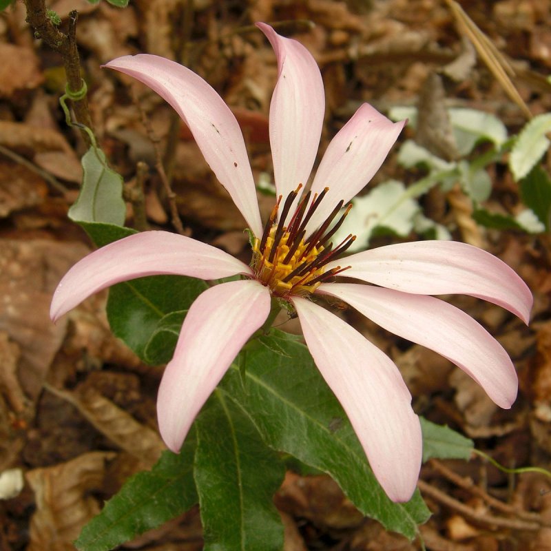 Capparis tomentosa