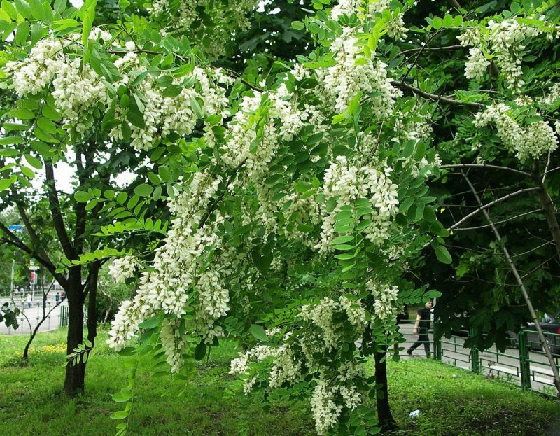 Акация белая Робиния дерево