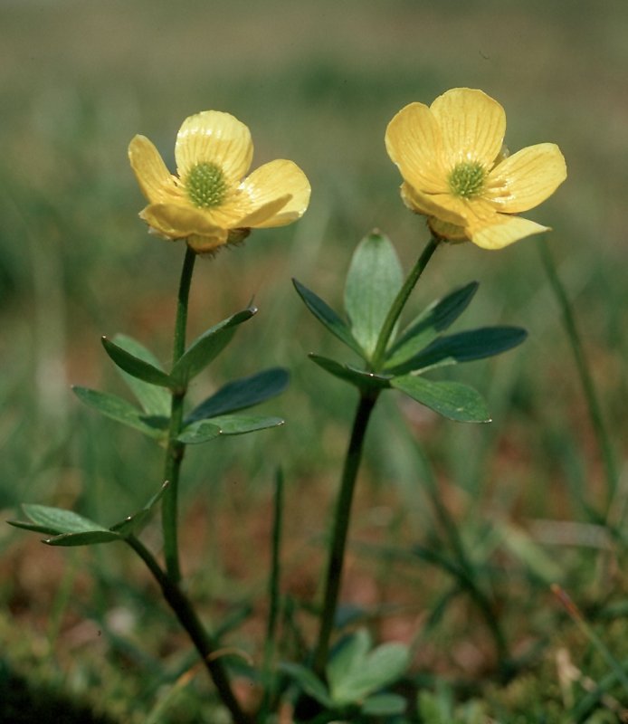 Mutisia coccinea