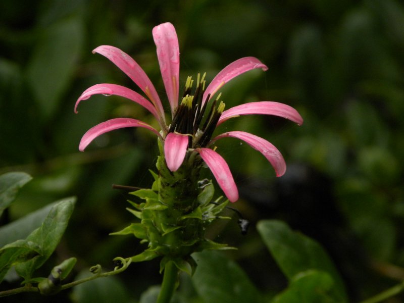 Гербера viridifolia
