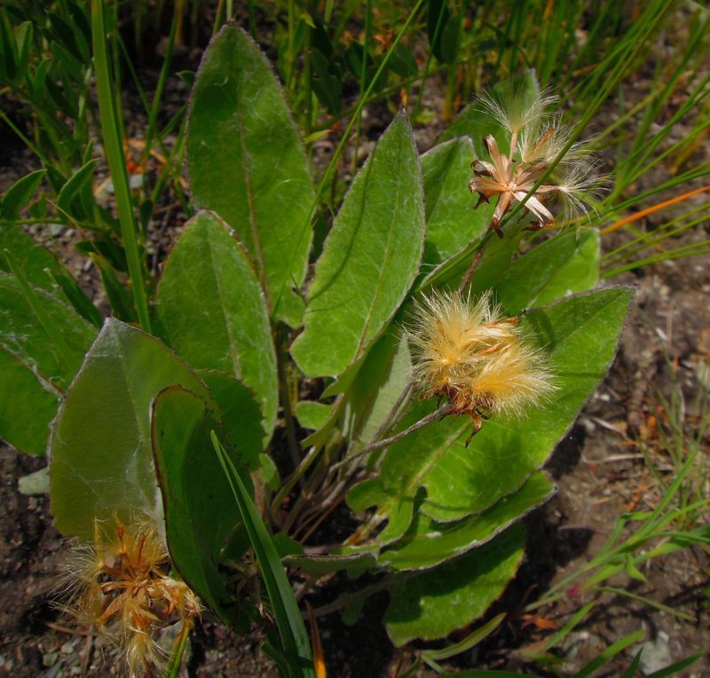 Лейбниция бестычиночная (Leibnitzia Anandra).